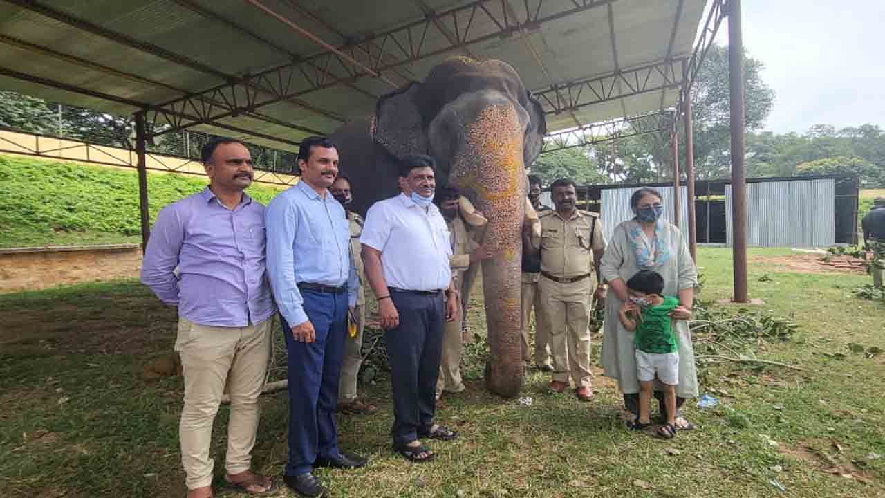 Dasara Elephants 