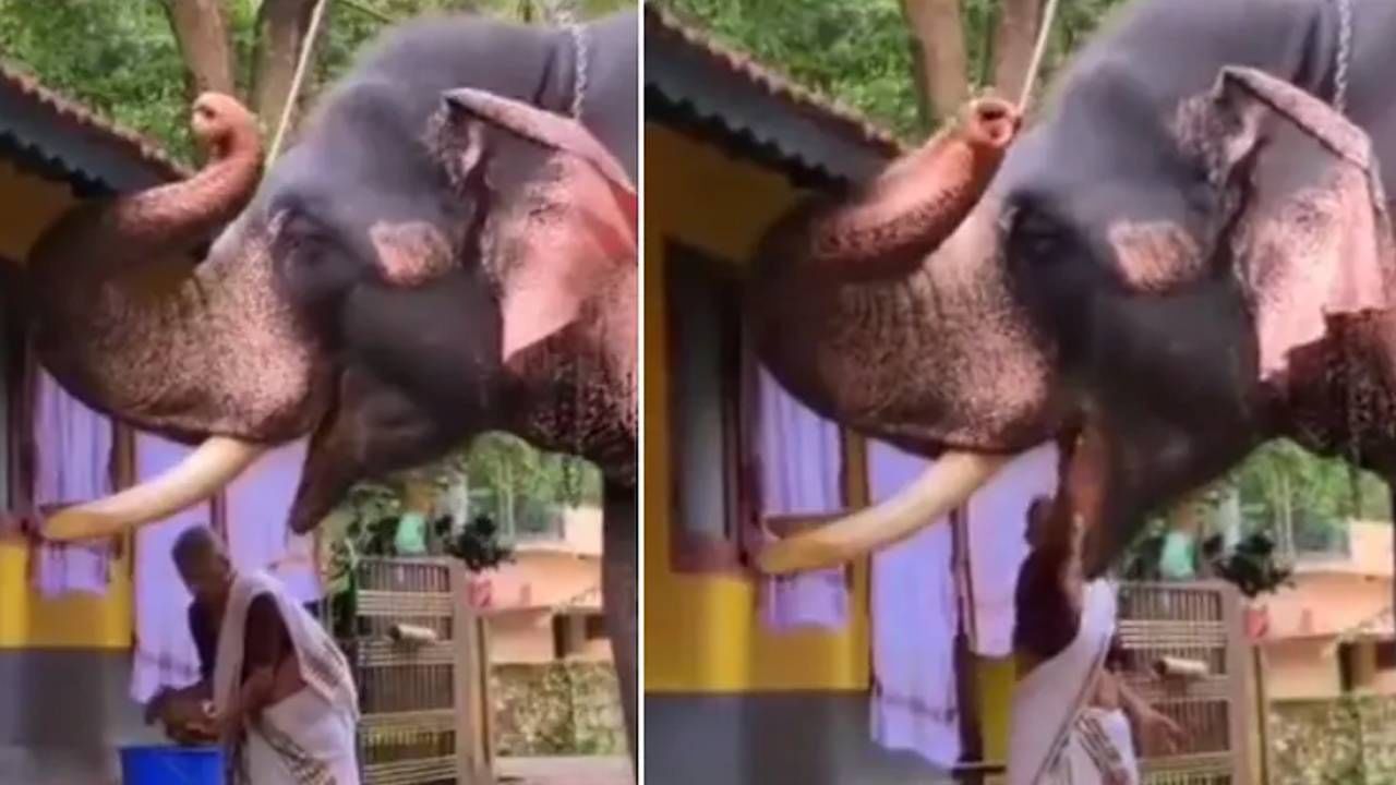 Viral Video: ಈ ವೃದ್ಧ ಮಹಿಳೆಗೆ ದೈತ್ಯ ಆನೆಯೇ ಮೊಮ್ಮಗ; ಕೈ ತುತ್ತು ತಿನ್ನಿಸುವ ಹೃದಯಸ್ಪರ್ಶಿ ವಿಡಿಯೋ ಸಿಕ್ಕಾಪಟ್ಟೆ ವೈರಲ್ Viral Video: ಈ ವೃದ್ಧ ಮಹಿಳೆಗೆ ದೈತ್ಯ ಆನೆಯೇ ಮೊಮ್ಮಗ; ಕೈ ತುತ್ತು ತಿನ್ನಿಸುವ ಹೃದಯಸ್ಪರ್ಶಿ ವಿಡಿಯೋ ಸಿಕ್ಕಾಪಟ್ಟೆ ವೈರಲ್