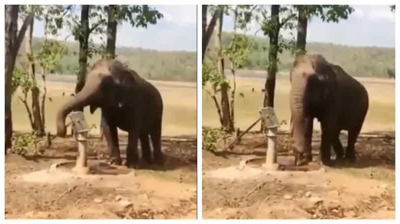 Viral Video: ಬಾಯಾರಿಕೆ ನೀಗಿಸಿಕೊಳ್ಳಲು ಬುದ್ಧಿವಂತಿಕೆ ಉಪಯೋಗಿಸಿದ ಆನೆ; ವೈರಲ್ ಆಯ್ತು ವಿಡಿಯೋ Viral Video: ಬಾಯಾರಿಕೆ ನೀಗಿಸಿಕೊಳ್ಳಲು ಬುದ್ಧಿವಂತಿಕೆ ಉಪಯೋಗಿಸಿದ ಆನೆ; ವೈರಲ್ ಆಯ್ತು ವಿಡಿಯೋ