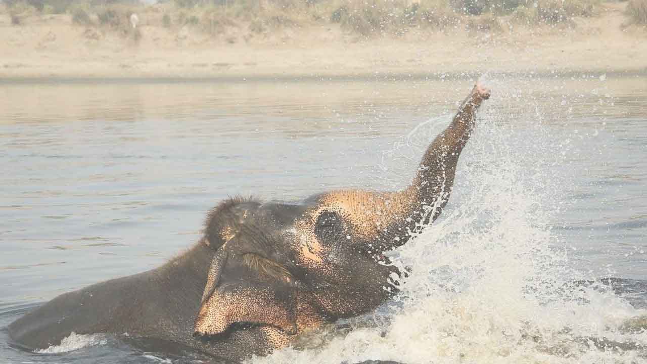 ಒಡಿಶಾ: ನದಿ ನೀರಲ್ಲಿ ಸಿಲುಕಿದ ಆನೆಯನ್ನು ರಕ್ಷಿಸುವ ವೇಳೆ ಪತ್ರಕರ್ತ ಸಾವು, ರಕ್ಷಣಾ ಸಿಬ್ಬಂದಿ ನಾಪತ್ತೆ ಒಡಿಶಾ: ನದಿ ನೀರಲ್ಲಿ ಸಿಲುಕಿದ ಆನೆಯನ್ನು ರಕ್ಷಿಸುವ ವೇಳೆ ಪತ್ರಕರ್ತ ಸಾವು, ರಕ್ಷಣಾ ಸಿಬ್ಬಂದಿ ನಾಪತ್ತೆ