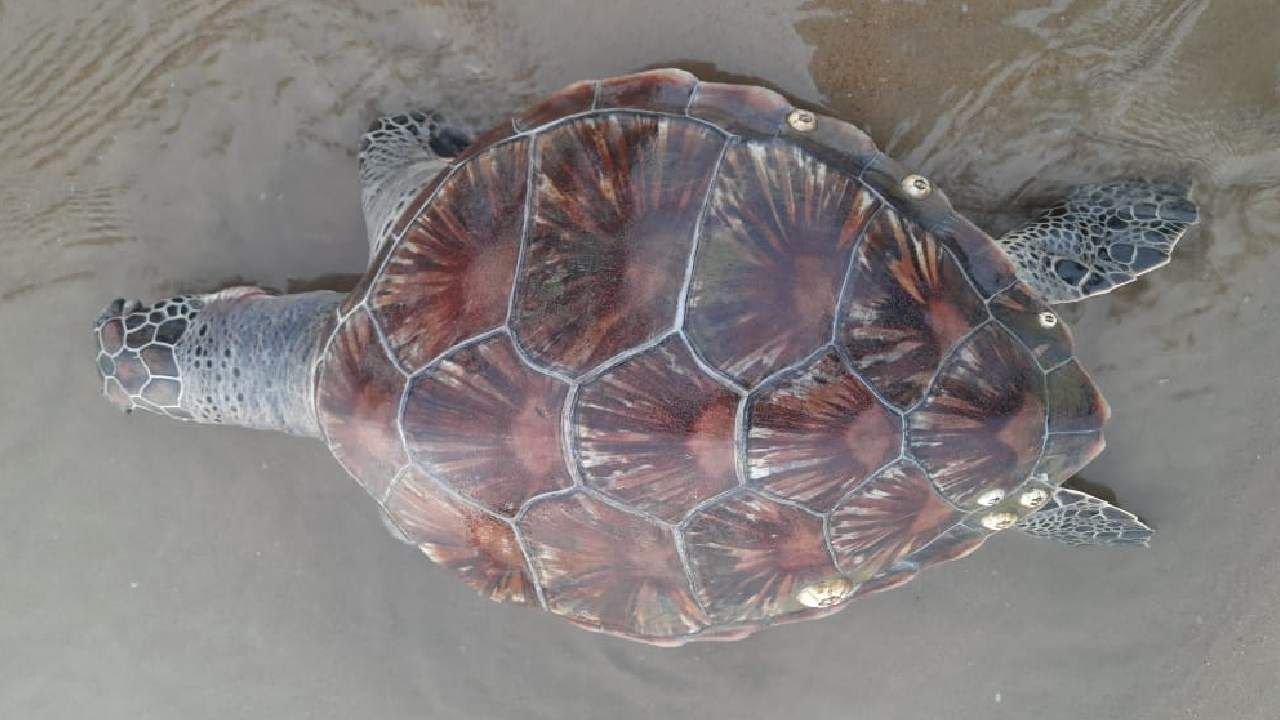 Green sea turtle