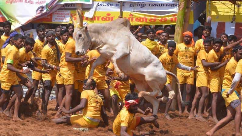 ಜಲ್ಲಿಕಟ್ಟು ಕ್ರೀಡೆಯಲ್ಲಿ ವಿದೇಶಿ ತಳಿಗಳ ಎತ್ತುಗಳನ್ನು ಬಳಸುವಂತಿಲ್ಲ: ಮದ್ರಾಸ್ ಹೈಕೋರ್ಟ್ ಆದೇಶ ಜಲ್ಲಿಕಟ್ಟು ಕ್ರೀಡೆಯಲ್ಲಿ ವಿದೇಶಿ ತಳಿಗಳ ಎತ್ತುಗಳನ್ನು ಬಳಸುವಂತಿಲ್ಲ: ಮದ್ರಾಸ್ ಹೈಕೋರ್ಟ್ ಆದೇಶ