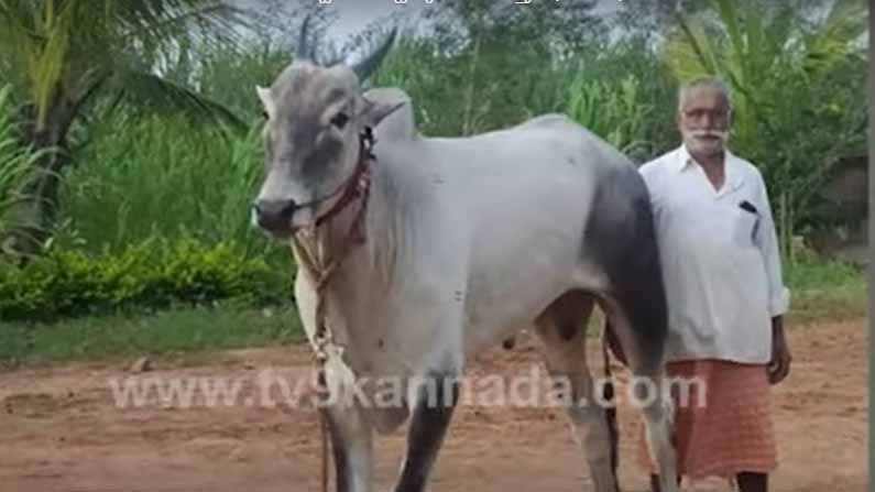 ಕಿಲಾರಿ ಎತ್ತುಗಳನ್ನು ಹೊಂದುವುದು ಶ್ರೀಮಂತಿಕೆ ಮತ್ತು ಪ್ರತಿಷ್ಠೆಯ ಸಂಕೇತ, ಉತ್ತರ ಕರ್ನಾಟಕದಲ್ಲಿ ಇವುಗಳಿಗೆ ಭಾರಿ ಬೇಡಿಕೆ!