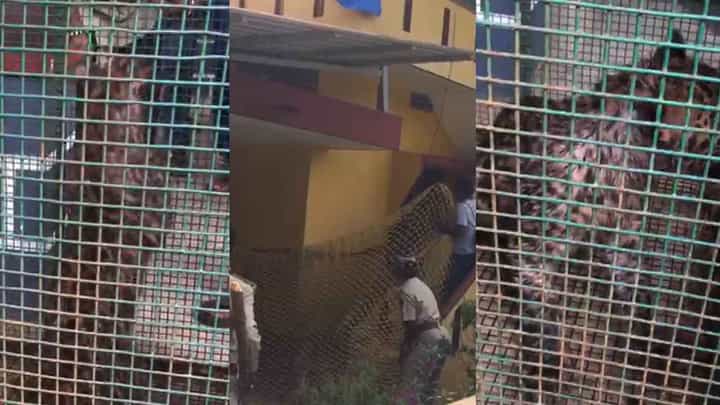 ಮನೆಯೊಳಗೆ ಅವಿತು ಕುಳಿತಿದ್ದ ಚಿರತೆಯನ್ನು ಸೆರೆ ಹಿಡಿದಿದ್ದು ಹೇಗೆ ಗೊತ್ತಾ? ವಿಡಿಯೋ ಇದೆ ಮನೆಯೊಳಗೆ ಅವಿತು ಕುಳಿತಿದ್ದ ಚಿರತೆಯನ್ನು ಸೆರೆ ಹಿಡಿದಿದ್ದು ಹೇಗೆ ಗೊತ್ತಾ? ವಿಡಿಯೋ ಇದೆ