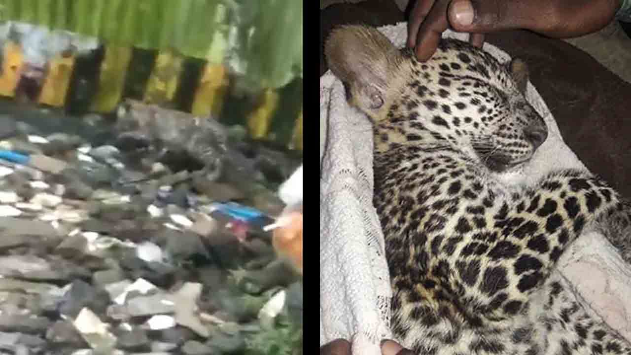 ಮಳೆಯಲ್ಲಿ ನೆನೆಯುತ್ತಿದ್ದ ಚಿರತೆ ಮರಿಯನ್ನು ರಕ್ಷಿಸಿ ಕರ್ತವ್ಯ ಮೆರೆದ ಪ್ರಾಣಿ ರಕ್ಷಕರು; ಕಂಬಳಿ ಹೊದ್ದು ಚಿರತೆ ಮರಿ ಮಲಗಿರುವ ದೃಶ್ಯ ನೋಡಿ ಮಳೆಯಲ್ಲಿ ನೆನೆಯುತ್ತಿದ್ದ ಚಿರತೆ ಮರಿಯನ್ನು ರಕ್ಷಿಸಿ ಕರ್ತವ್ಯ ಮೆರೆದ ಪ್ರಾಣಿ ರಕ್ಷಕರು; ಕಂಬಳಿ ಹೊದ್ದು ಚಿರತೆ ಮರಿ ಮಲಗಿರುವ ದೃಶ್ಯ ನೋಡಿ