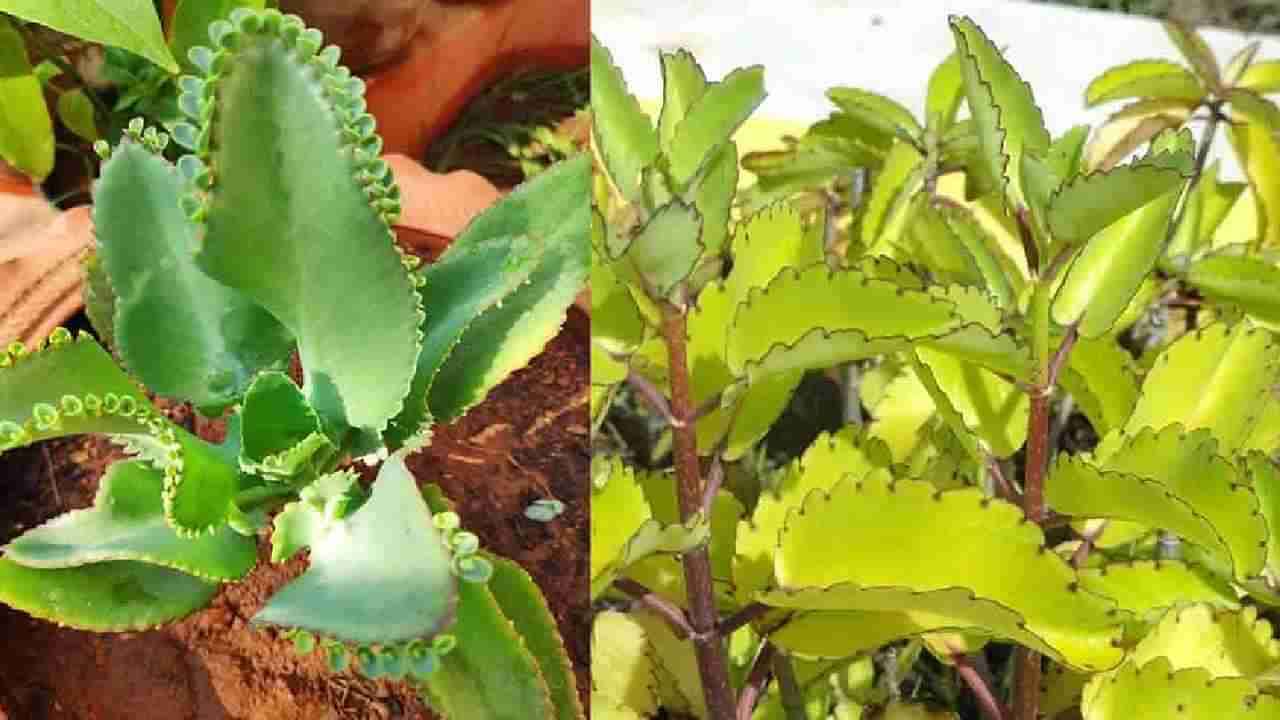 Miracle Plant: ಕಾಡು ಬಸಳೆಯ ಆರೋಗ್ಯಯುತ ಪ್ರಯೋಜನಗಳ ಬಗ್ಗೆ ನೀವು ತಿಳಿದುಕೊಳ್ಳಲೇಬೇಕು