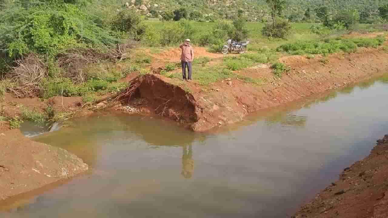 ನಾರಾಯಣಪುರ ವಿತರಣಾ ಕಾಲುವೆ ಒಡೆದು ಅಪಾರ ನೀರು ಪೋಲು; 200 ಎಕರೆಗೂ ಅಧಿಕ ಬೆಳೆ ನೀರು ಪಾಲು