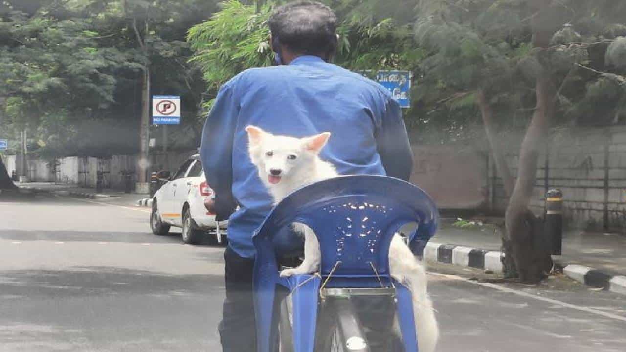 Viral Photo: ಸೈಕಲ್ ಮೇಲೆ ಕುರ್ಚಿಯಲ್ಲಿ ಕುಳಿತು ನಾಯಿಯ ಸವಾರಿ; ಮುದ್ದಾದ ಫೋಟೋ ವೈರಲ್ Viral Photo: ಸೈಕಲ್ ಮೇಲೆ ಕುರ್ಚಿಯಲ್ಲಿ ಕುಳಿತು ನಾಯಿಯ ಸವಾರಿ; ಮುದ್ದಾದ ಫೋಟೋ ವೈರಲ್