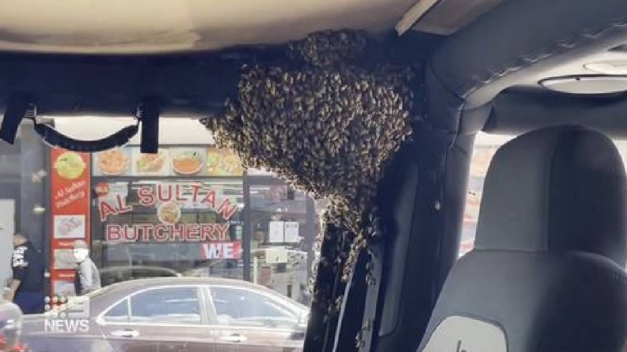 Viral Video: ಶಾಪಿಂಗ್ಗೆಂದು 10 ನಿಮಿಷ ಜೀಪ್ ನಿಲ್ಲಿಸಿ ಹೋದ ವ್ಯಕ್ತಿ; ಮರಳಿದಾಗ ಎದುರುಗೊಂಡಿದ್ದು ಜೇನುನೊಣಗಳು! Viral Video: ಶಾಪಿಂಗ್ಗೆಂದು 10 ನಿಮಿಷ ಜೀಪ್ ನಿಲ್ಲಿಸಿ ಹೋದ ವ್ಯಕ್ತಿ; ಮರಳಿದಾಗ ಎದುರುಗೊಂಡಿದ್ದು ಜೇನುನೊಣಗಳು!