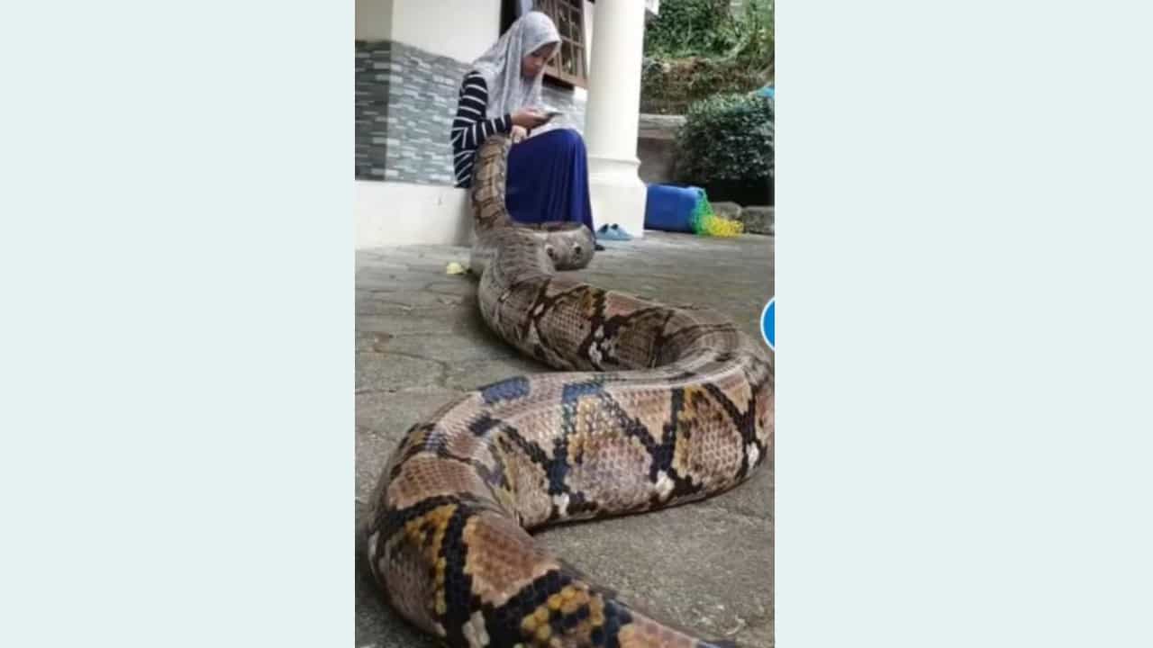 Viral Video: ಬಾಲಕಿಯ ತೊಡೆಯ ಮೇಲೆ ನಿದ್ರಿಸುತ್ತಿರುವ 20 ಅಡಿ ಉದ್ದದ ಹೆಬ್ಬಾವು; ವಿಡಿಯೋ ನೋಡಿ ದಂಗಾದ ನೆಟ್ಟಿಗರು Viral Video: ಬಾಲಕಿಯ ತೊಡೆಯ ಮೇಲೆ ನಿದ್ರಿಸುತ್ತಿರುವ 20 ಅಡಿ ಉದ್ದದ ಹೆಬ್ಬಾವು; ವಿಡಿಯೋ ನೋಡಿ ದಂಗಾದ ನೆಟ್ಟಿಗರು
