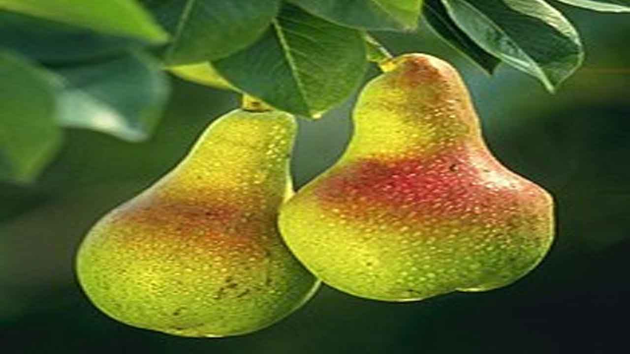 Health Tips ಮರಸೇಬು ಹಣ್ಣಿನ ಆರೋಗ್ಯ ಪ್ರಯೋಜನಗಳ ಬಗ್ಗೆ ನೀವು ತಿಳಿಯಬೇಕು