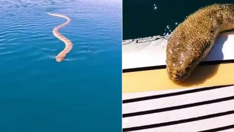 ಸಮುದ್ರದ ನಡುವಲ್ಲಿ ಎದುರಾಯ್ತು ದೈತ್ಯ ಹಾವು; ಬೋಟ್ನತ್ತ ಹಾವು ನುಗ್ಗಿ ಬಂದ ವಿಡಿಯೋ ವೈರಲ್ ಸಮುದ್ರದ ನಡುವಲ್ಲಿ ಎದುರಾಯ್ತು ದೈತ್ಯ ಹಾವು; ಬೋಟ್ನತ್ತ ಹಾವು ನುಗ್ಗಿ ಬಂದ ವಿಡಿಯೋ ವೈರಲ್