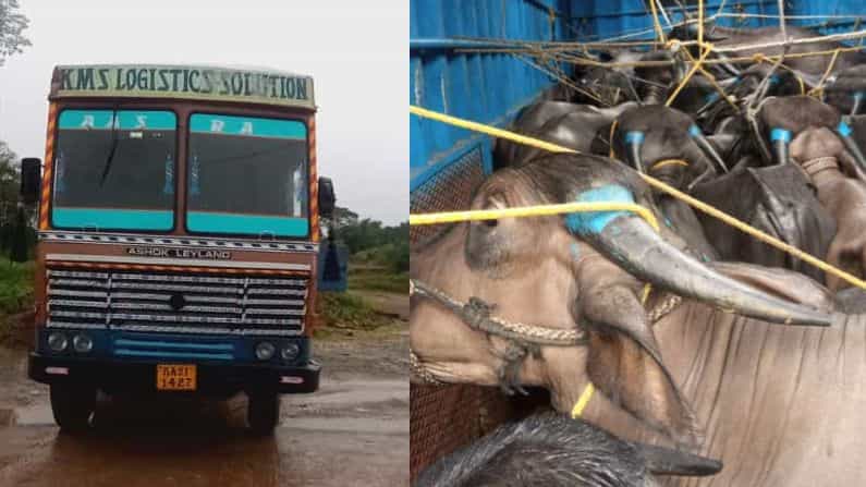 ಶಿವಮೊಗ್ಗ: ಅಕ್ರಮವಾಗಿ ಸಾಗಿಸುತ್ತಿದ್ದ 32 ಕೋಣಗಳ ರಕ್ಷಣೆ; ಮೂರು ಮಂದಿ ಹಾಗೂ ಲಾರಿ ವಶಕ್ಕೆ ಶಿವಮೊಗ್ಗ: ಅಕ್ರಮವಾಗಿ ಸಾಗಿಸುತ್ತಿದ್ದ 32 ಕೋಣಗಳ ರಕ್ಷಣೆ; ಮೂರು ಮಂದಿ ಹಾಗೂ ಲಾರಿ ವಶಕ್ಕೆ