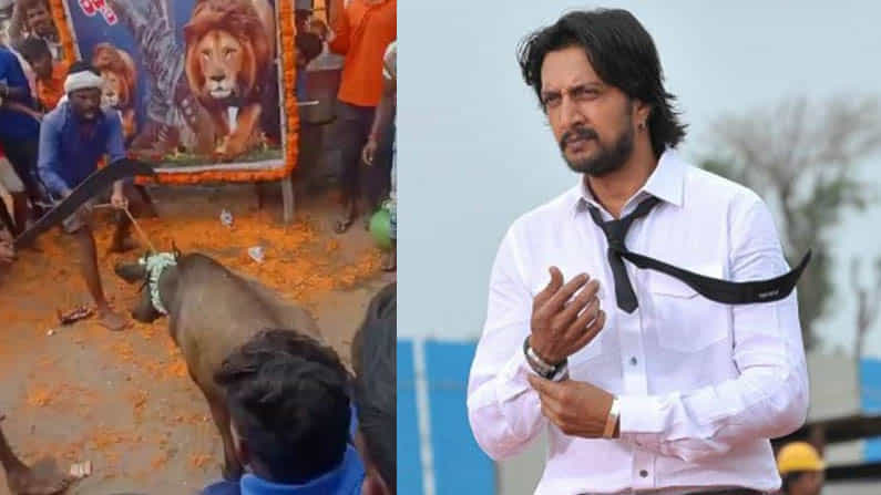 ಸಾರ್ವಜನಿಕವಾಗಿ ಕೋಣ ಬಲಿಕೊಟ್ಟ ಸುದೀಪ್ ಫ್ಯಾನ್ಸ್; ಅಭಿಮಾನದ ಹೆಸರಲ್ಲಿ ಪ್ರಾಣಿವಧೆ ಸಾರ್ವಜನಿಕವಾಗಿ ಕೋಣ ಬಲಿಕೊಟ್ಟ ಸುದೀಪ್ ಫ್ಯಾನ್ಸ್; ಅಭಿಮಾನದ ಹೆಸರಲ್ಲಿ ಪ್ರಾಣಿವಧೆ