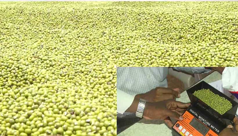 ಮೋಡ ಮುಸುಕಿದ ವಾತಾವರಣ, ಹೆಸರುಕಾಳು ಒಣಗಿಸಲು ಧಾರವಾಡ ರೈತರ ಪರದಾಟ; ಖಾಸಗಿಯವರಿಗೆ ಮಾರಾಟ