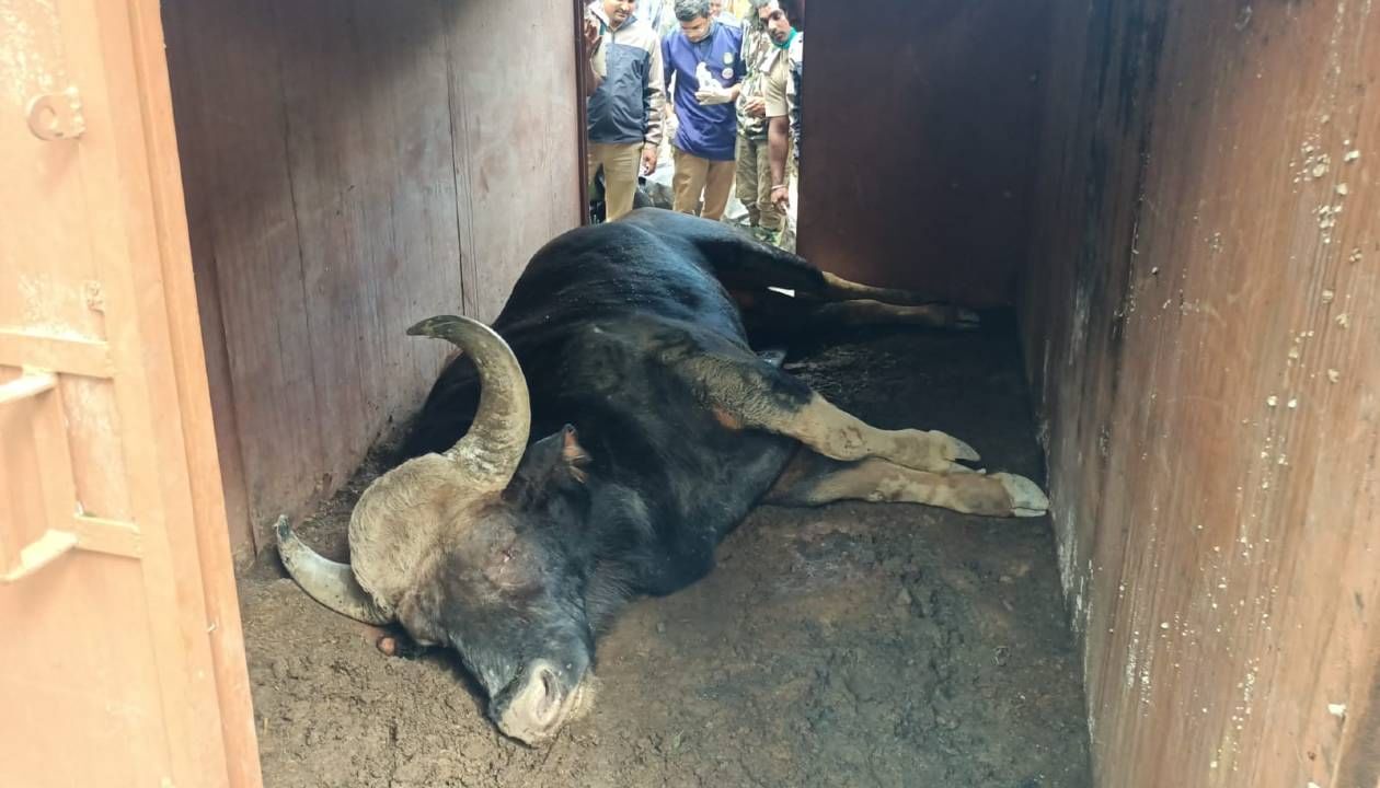 ಚಿಕ್ಕಮಗಳೂರು; ಎರಡೂ ಕಣ್ಣು ಕಾಣದ ಕಾಡುಕೋಣದ ರಕ್ಷಣೆ