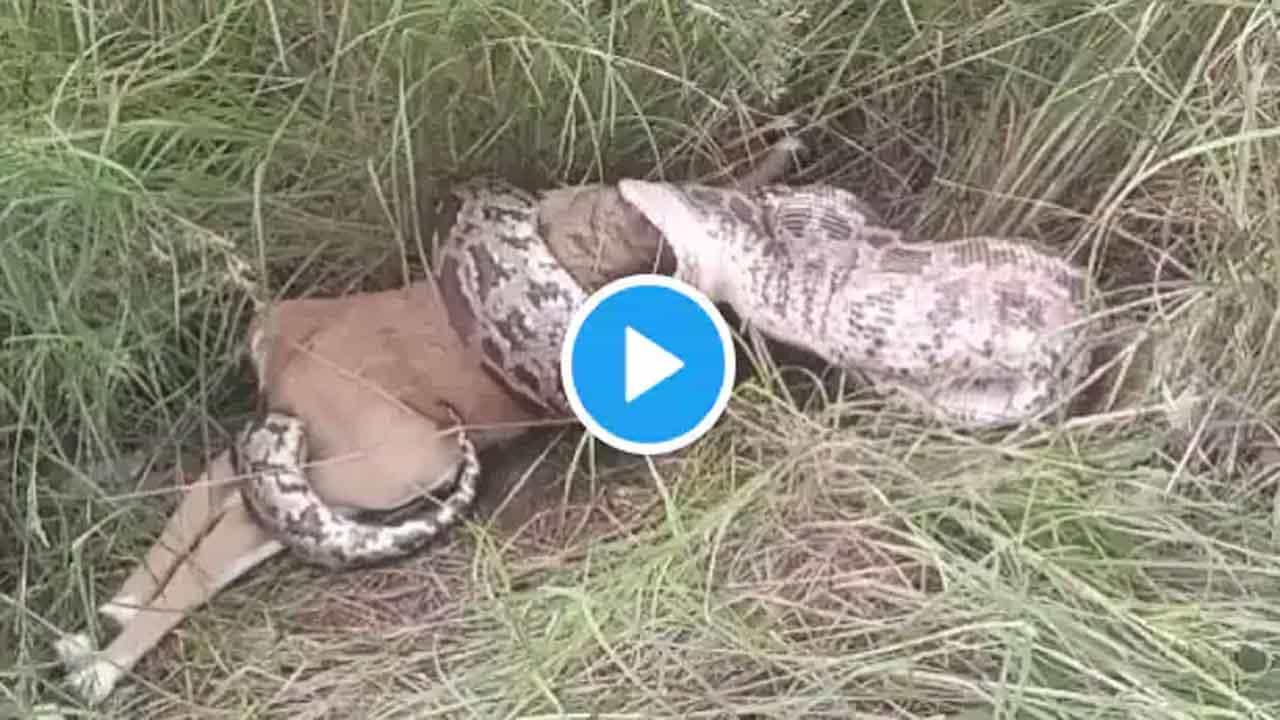 Shocking Video: ಇಡೀ ಜಿಂಕೆಯನ್ನು ನುಂಗುತ್ತಿದೆ ದೈತ್ಯ ಹೆಬ್ಬಾವು! ಭಯಾನಕ ವಿಡಿಯೋ ನೋಡಿ ಕಂಗಾಲಾಗ್ಬೇಡಿ Shocking Video: ಇಡೀ ಜಿಂಕೆಯನ್ನು ನುಂಗುತ್ತಿದೆ ದೈತ್ಯ ಹೆಬ್ಬಾವು! ಭಯಾನಕ ವಿಡಿಯೋ ನೋಡಿ ಕಂಗಾಲಾಗ್ಬೇಡಿ