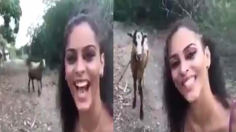 Viral Video: ಕ್ಯೂಟ್ ಸ್ಮೈಲ್ ಮಾಡುತ್ತಾ ಮೇಕೆ ಜೊತೆ ಸೆಲ್ಫಿ ತೆಗೆಯೋಕೆ ಹೋದ ಯುವತಿಯ ಫಜೀತಿ ನೋಡಿ