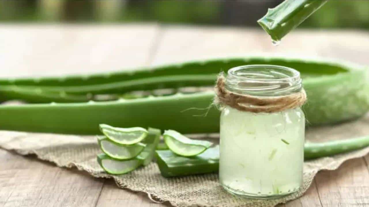 Aloe Vera Benefits: ನಿತ್ಯ ಸೇವಿಸುವ ಆಹಾರದ ಜತೆಗೆ ಅಲೋವೆರಾ ಬಳಕೆ ಹೇಗೆ? Aloe Vera Benefits: ನಿತ್ಯ ಸೇವಿಸುವ ಆಹಾರದ ಜತೆಗೆ ಅಲೋವೆರಾ ಬಳಕೆ ಹೇಗೆ?