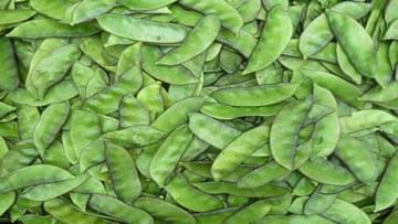 Benefits of Green Peas: ಅವರೆಕಾಳು ಸೇವನೆಯಿಂದ ಆರೋಗ್ಯ ಪ್ರಯೋಜನಗಳು ಎಷ್ಟಿವೆ ಗೊತ್ತಾ?