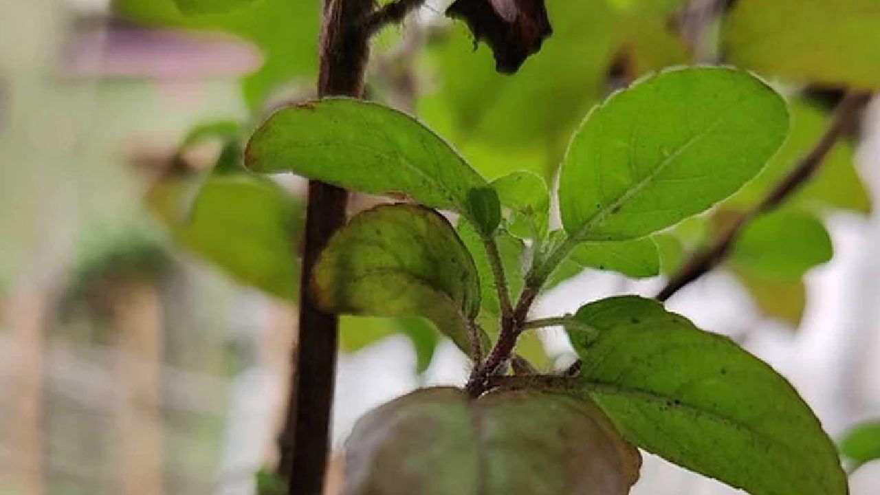 Basil leaves