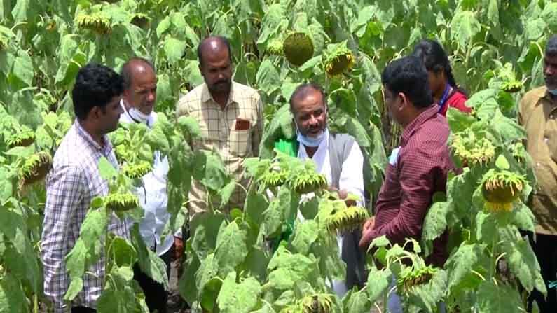 chitradurga Organic farming 4