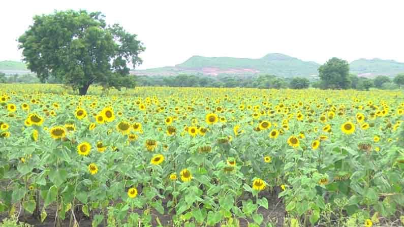 ಮಳೆ ಇಲ್ಲದಿದ್ದರೂ ಮೆಕ್ಕೆಜೋಳ, ಸೂರ್ಯಕಾಂತಿ ಬಂಪರ್ ಫಸಲು; ಸಾವಯವ ಕೃಷಿ ಮಾಡಿ ಸೈ ಎನಿಸಿಕೊಂಡ ರೈತ ಮಳೆ ಇಲ್ಲದಿದ್ದರೂ ಮೆಕ್ಕೆಜೋಳ, ಸೂರ್ಯಕಾಂತಿ ಬಂಪರ್ ಫಸಲು; ಸಾವಯವ ಕೃಷಿ ಮಾಡಿ ಸೈ ಎನಿಸಿಕೊಂಡ ರೈತ