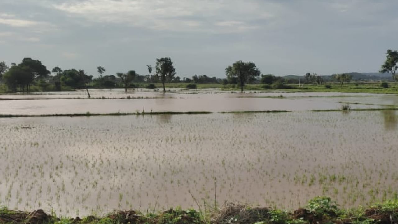 ಅಕಾಲಿಕ ಮಳೆಯಿಂದ ರೈತರು ಕಂಗಾಲು; ಬೆಳೆ ಹಾನಿಯಾದ 72 ಗಂಟೆಯೊಳಗೆ ಅರ್ಜಿ ಕೊಡಲು ಹೇಳಿದ ವಿಮೆ ಕಂಪನಿಗಳು