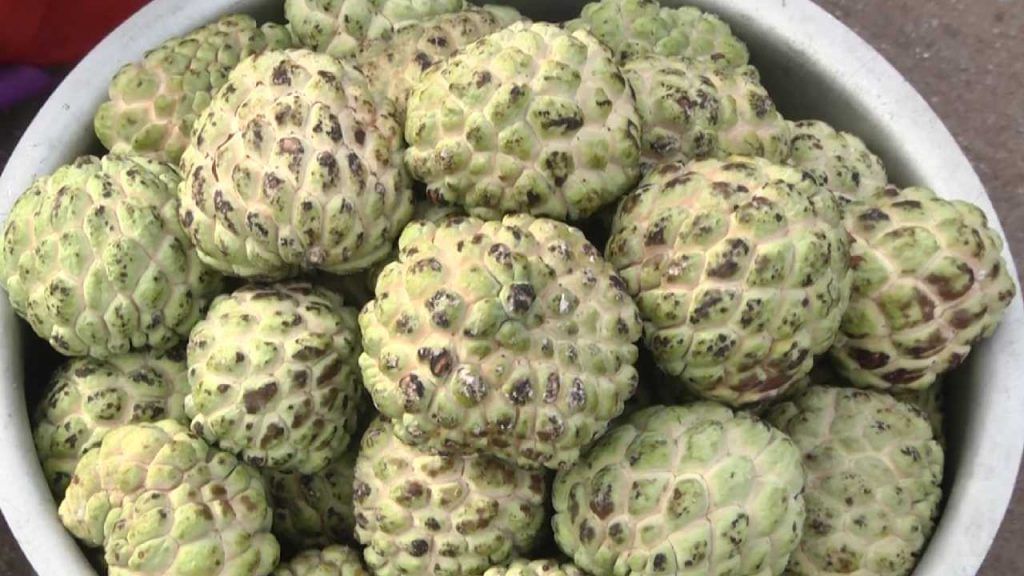 custard apple