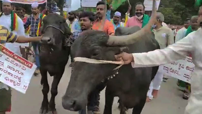 ರೈತರು ಎಮ್ಮೆಗಳ ಸಮೇತ ಧರಣಿಯಲ್ಲಿ ಭಾಗಿಯಾಗಿದ್ದಾರೆ. ಈ ಘಟನೆ ಧಾರವಾಡದ ಜ್ಯುಬಿಲಿ ಸರ್ಕಲ್ನಲ್ಲಿ ನಡೆದಿದೆ.