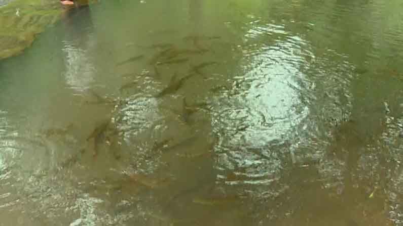 garvale temple fishes  