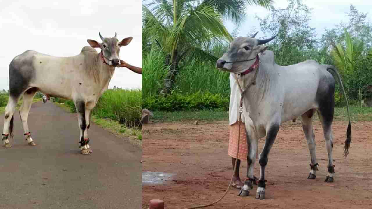 ಬಾಗಲಕೋಟೆ: ಹದಿನೆಂಟು ತಿಂಗಳ ಹೋರಿಗೆ 3.25 ಲಕ್ಷ ರೂಪಾಯಿ; ಕಿಲಾರಿ ತಳಿಯ ವಿಶೇಷತೆ ಏನು ಗೊತ್ತಾ?