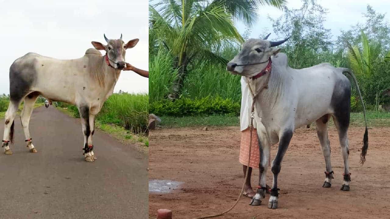 ಬಾಗಲಕೋಟೆ: ಹದಿನೆಂಟು ತಿಂಗಳ ಹೋರಿಗೆ 3.25 ಲಕ್ಷ ರೂಪಾಯಿ; ಕಿಲಾರಿ ತಳಿಯ ವಿಶೇಷತೆ ಏನು ಗೊತ್ತಾ? ಬಾಗಲಕೋಟೆ: ಹದಿನೆಂಟು ತಿಂಗಳ ಹೋರಿಗೆ 3.25 ಲಕ್ಷ ರೂಪಾಯಿ; ಕಿಲಾರಿ ತಳಿಯ ವಿಶೇಷತೆ ಏನು ಗೊತ್ತಾ?