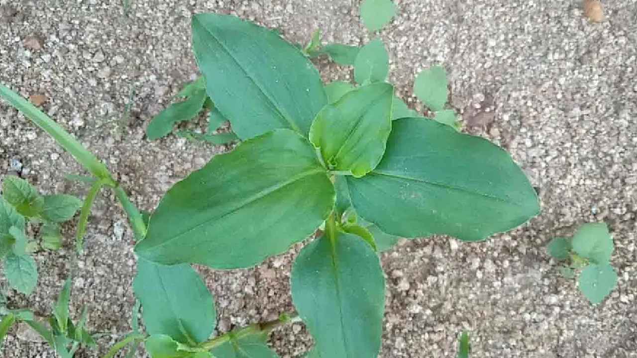 Medicinal Plants: ಇನ್ಸುಲಿನ್ ಗಿಡದ ಆರೋಗ್ಯಯುತ ಪ್ರಯೋಜನಗಳ ಬಗ್ಗೆ ನಿಮಗೆಷ್ಟು ತಿಳಿದಿದೆ ?