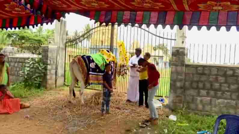 ಮದ್ದೂರು: ಮಾಜಿ ಪೊಲೀಸಪ್ಪನ ಪ್ರತಿಷ್ಠೆ, ದೊಡ್ಡರಸಿನಕೆರೆ ಗ್ರಾಮದಲ್ಲಿ ದೇಗುಲಕ್ಕೆ ಬೀಗ, ಬೀದಿಯಲ್ಲೇ ಉಳಿದ ಪವಾಡ ಬಸವ