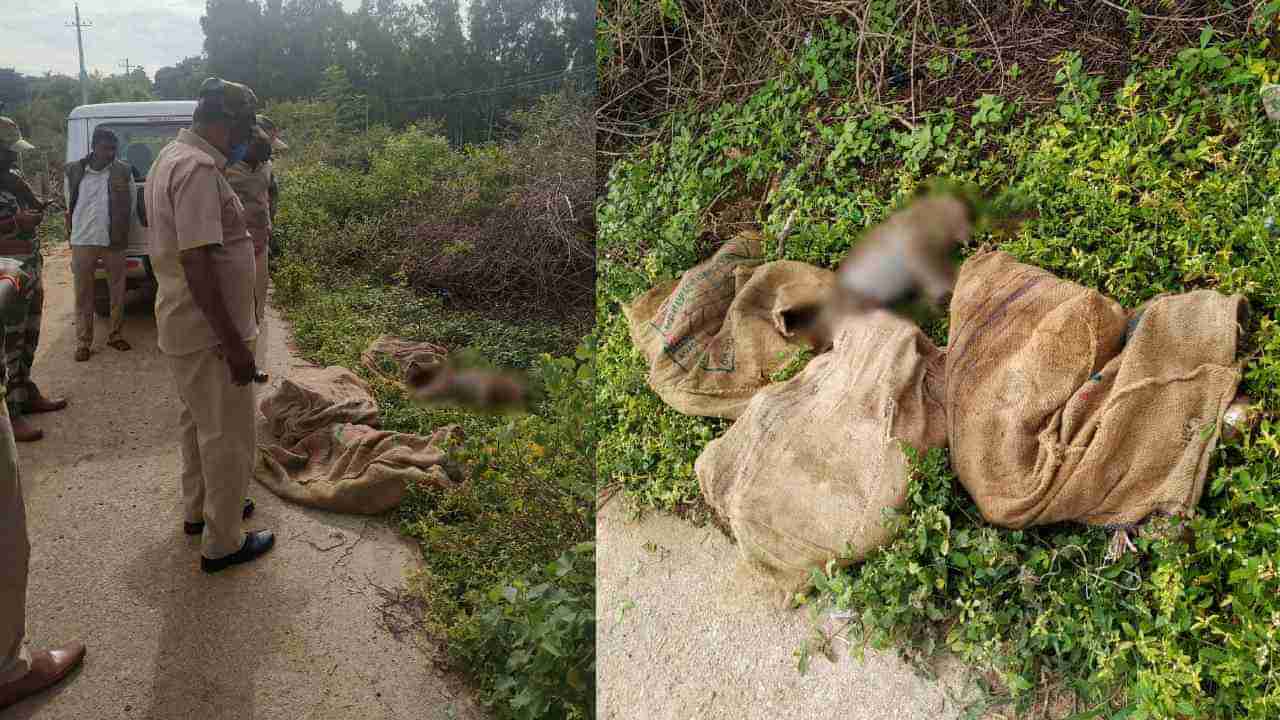 Monkeys Killed: ಕೋಲಾರದಲ್ಲಿ ಕೋತಿಗಳ ಮಾರಣಹೋಮ, ವಿಷ ಉಣಿಸಿ ಕೊಂದಿರುವ ಶಂಕೆ