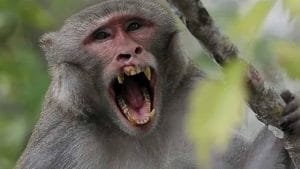 ಸೇಡು ತೀರಿಸಿಕೊಳ್ಳಲು ಮತ್ತೆ ಬಂದ ಮಂಗ; 22 ಕಿ. ಮೀ ದೂರ ಬಿಟ್ಟು ಬಂದರೂ ಆಟೋ ಚಾಲಕನ ಮೇಲಿನ ದ್ವೇಷ ತೀರಿಲ್ಲ