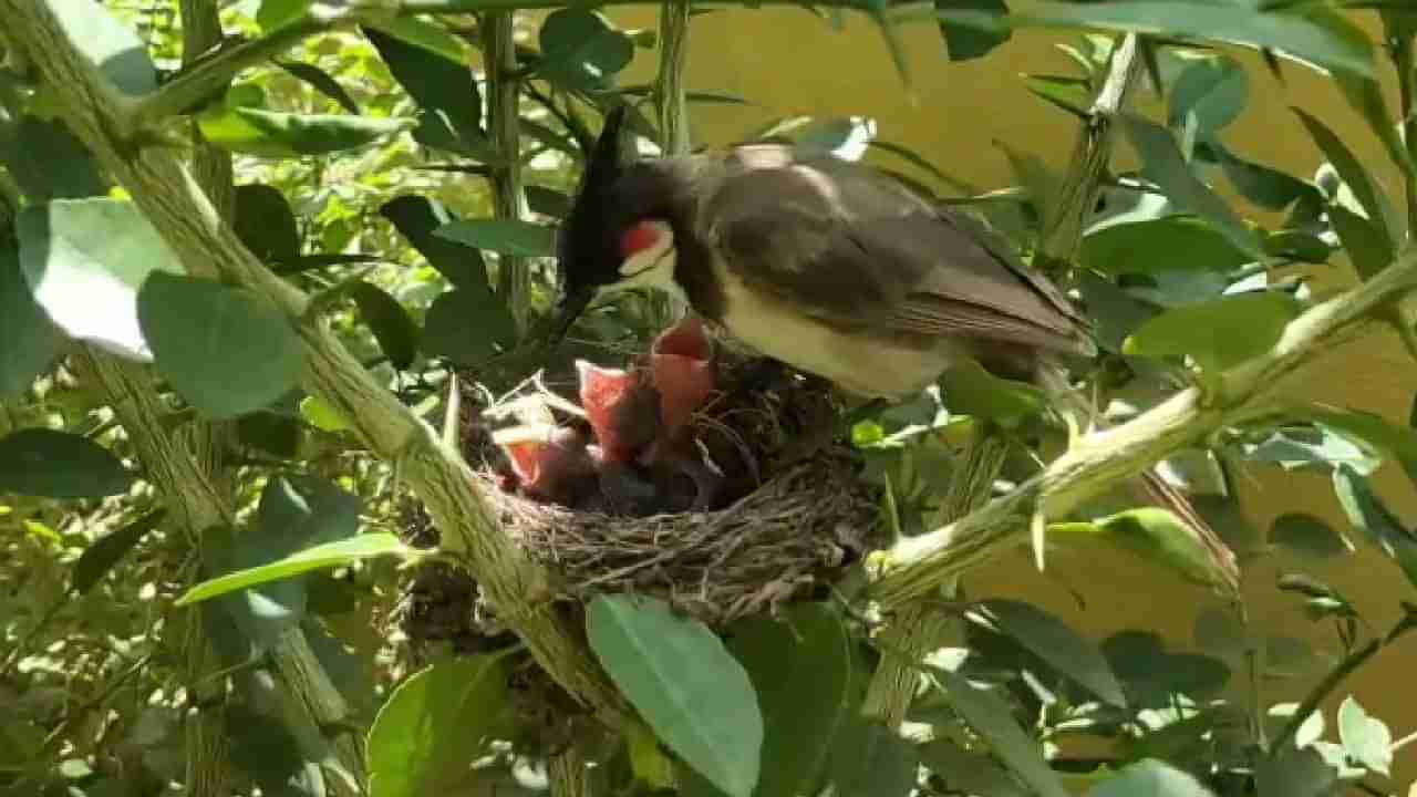 ಮೈಸೂರು: ರೆಡ್ ಬುಲ್ ಪಕ್ಷಿ ಮರಿಗಳಿಗೆ ಆಹಾರ ನೀಡುವ ದೃಶ್ಯ ಕ್ಯಾಮೆರಾದಲ್ಲಿ ಸೆರೆ; ವಿಡಿಯೋ ವೈರಲ್​