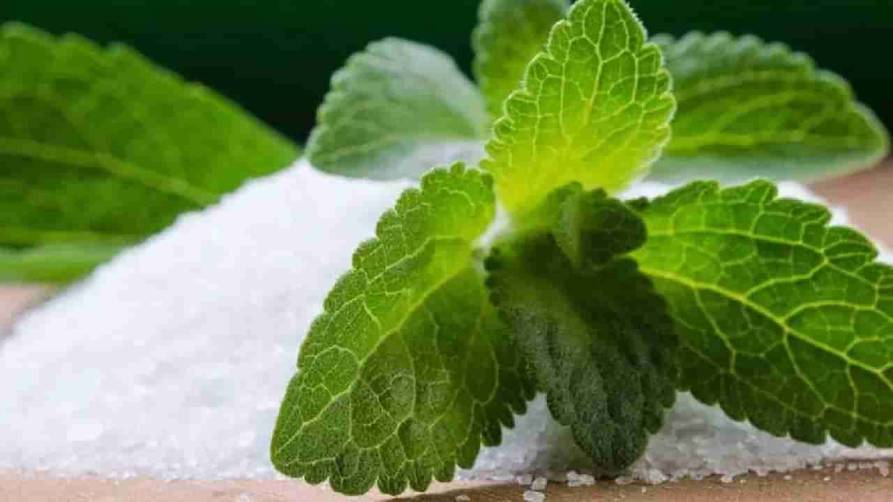 Stevia Benefits: ಸ್ಟೀವಿಯಾ ವಿಶೇಷತೆ ಏನು? ಈ ಎಲೆಗಳ ಆರೋಗ್ಯಯುತ ಪ್ರಯೋಜನಗಳು ಯಾವುವು?