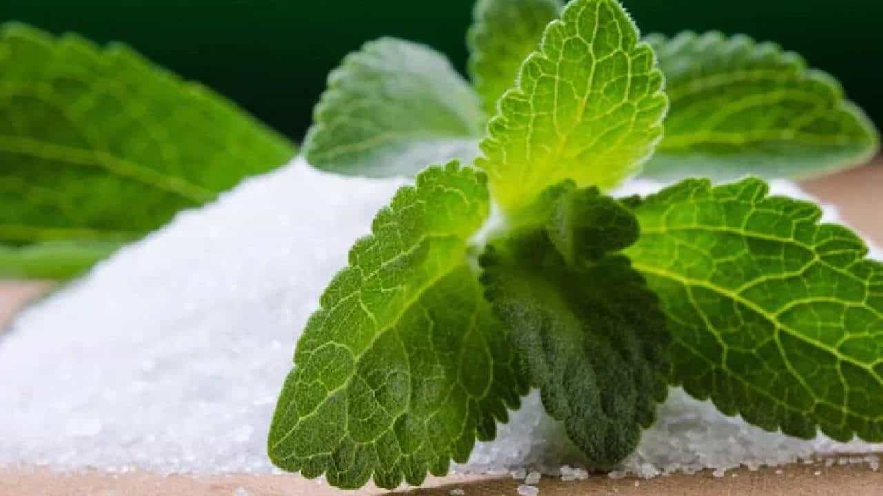 Stevia Benefits: ಸ್ಟೀವಿಯಾ ವಿಶೇಷತೆ ಏನು? ಈ ಎಲೆಗಳ ಆರೋಗ್ಯಯುತ ಪ್ರಯೋಜನಗಳು ಯಾವುವು? Stevia Benefits: ಸ್ಟೀವಿಯಾ ವಿಶೇಷತೆ ಏನು? ಈ ಎಲೆಗಳ ಆರೋಗ್ಯಯುತ ಪ್ರಯೋಜನಗಳು ಯಾವುವು?