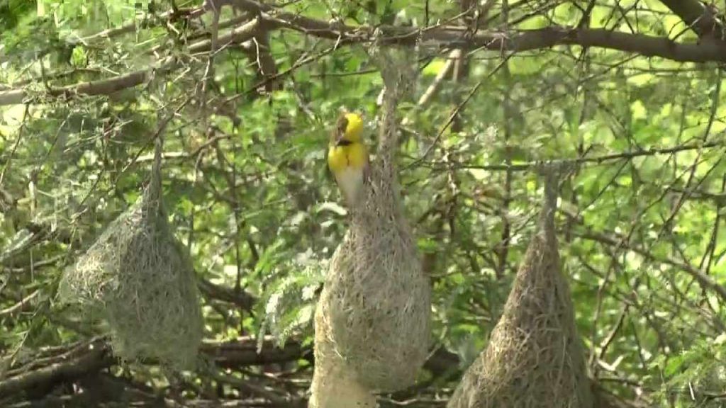 weaver birds 