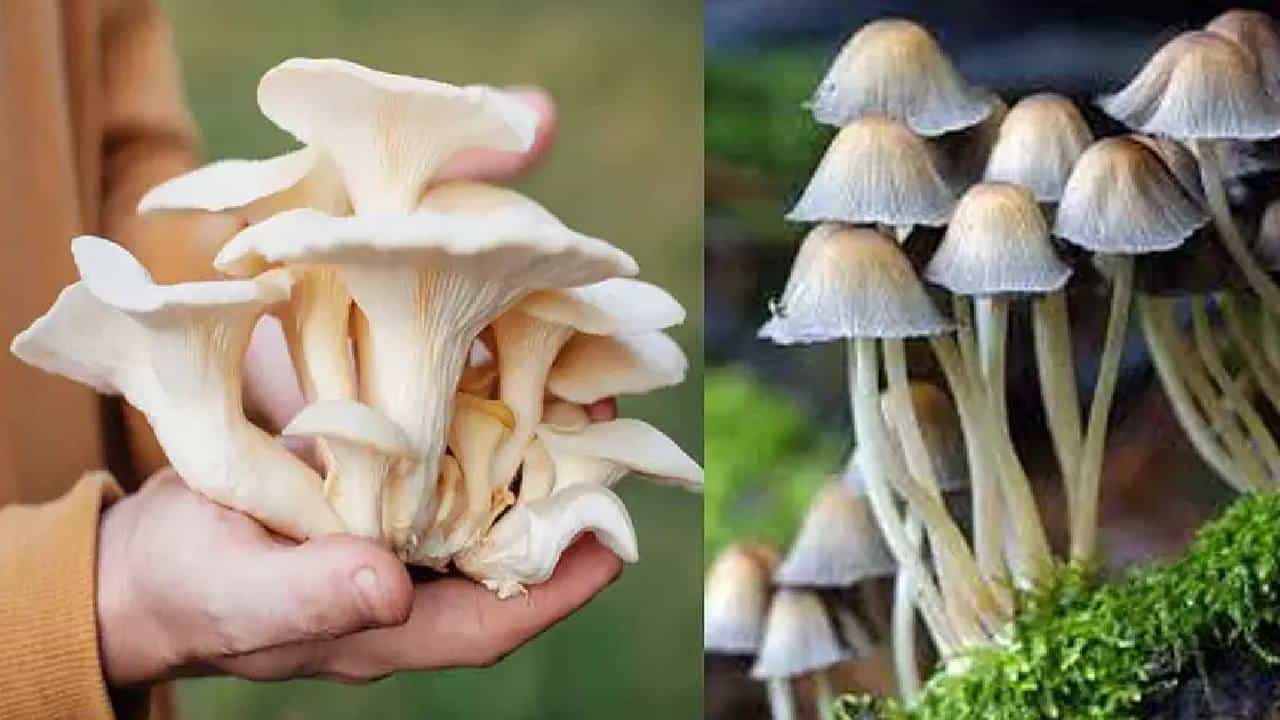Mushrooms: ಅಣಬೆ ಸೇವನೆ ನಮ್ಮ ದೇಹದ ಆರೋಗ್ಯಕ್ಕೆ ಎಷ್ಟು ಮುಖ್ಯ? Mushrooms: ಅಣಬೆ ಸೇವನೆ ನಮ್ಮ ದೇಹದ ಆರೋಗ್ಯಕ್ಕೆ ಎಷ್ಟು ಮುಖ್ಯ?