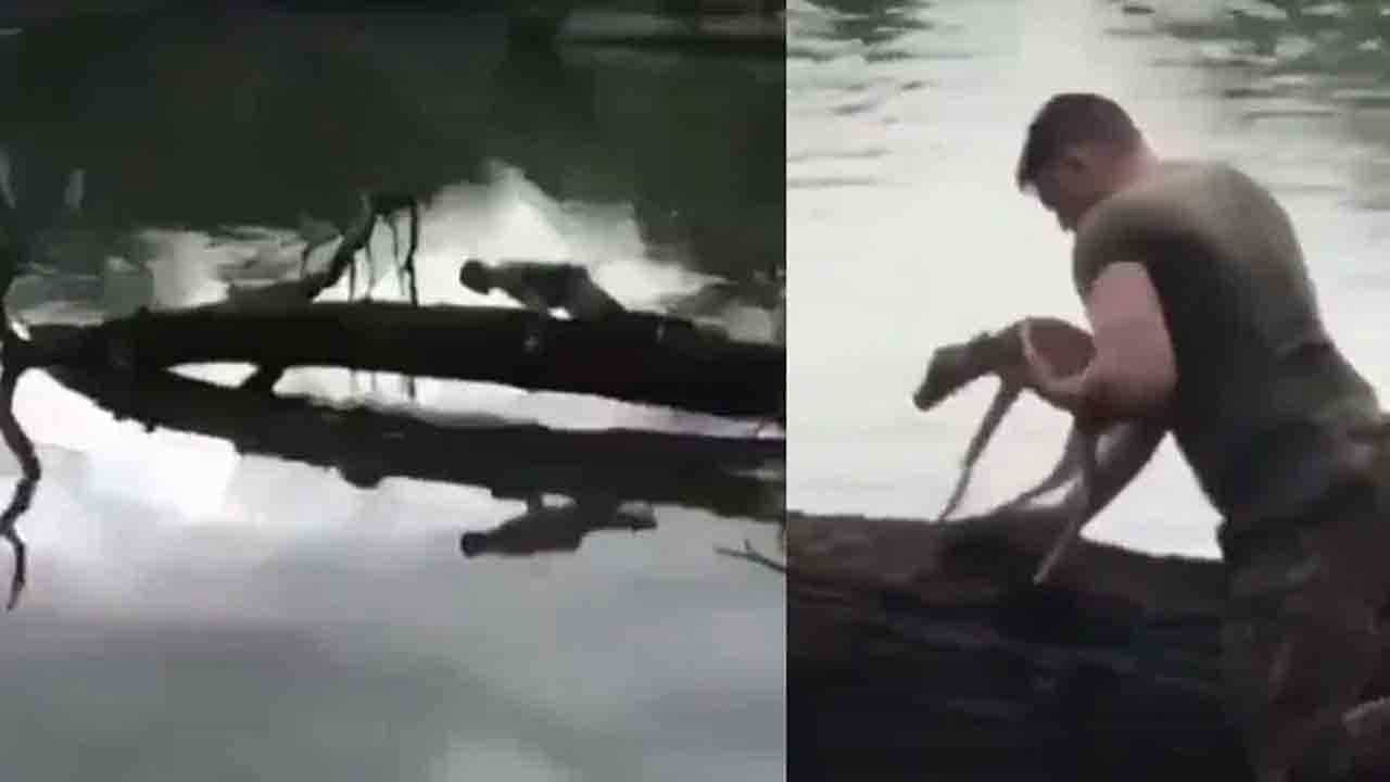 Viral Video: ನದಿಯಲ್ಲಿ ಮುಳುಗುತ್ತಿದ್ದ ಜಿಂಕೆ ಮರಿಯನ್ನು ರಕ್ಷಿಸಿದ ವ್ಯಕ್ತಿ; ಹೃದಯಸ್ಪರ್ಶಿ ವಿಡಿಯೋ ವೈರಲ್ Viral Video: ನದಿಯಲ್ಲಿ ಮುಳುಗುತ್ತಿದ್ದ ಜಿಂಕೆ ಮರಿಯನ್ನು ರಕ್ಷಿಸಿದ ವ್ಯಕ್ತಿ; ಹೃದಯಸ್ಪರ್ಶಿ ವಿಡಿಯೋ ವೈರಲ್