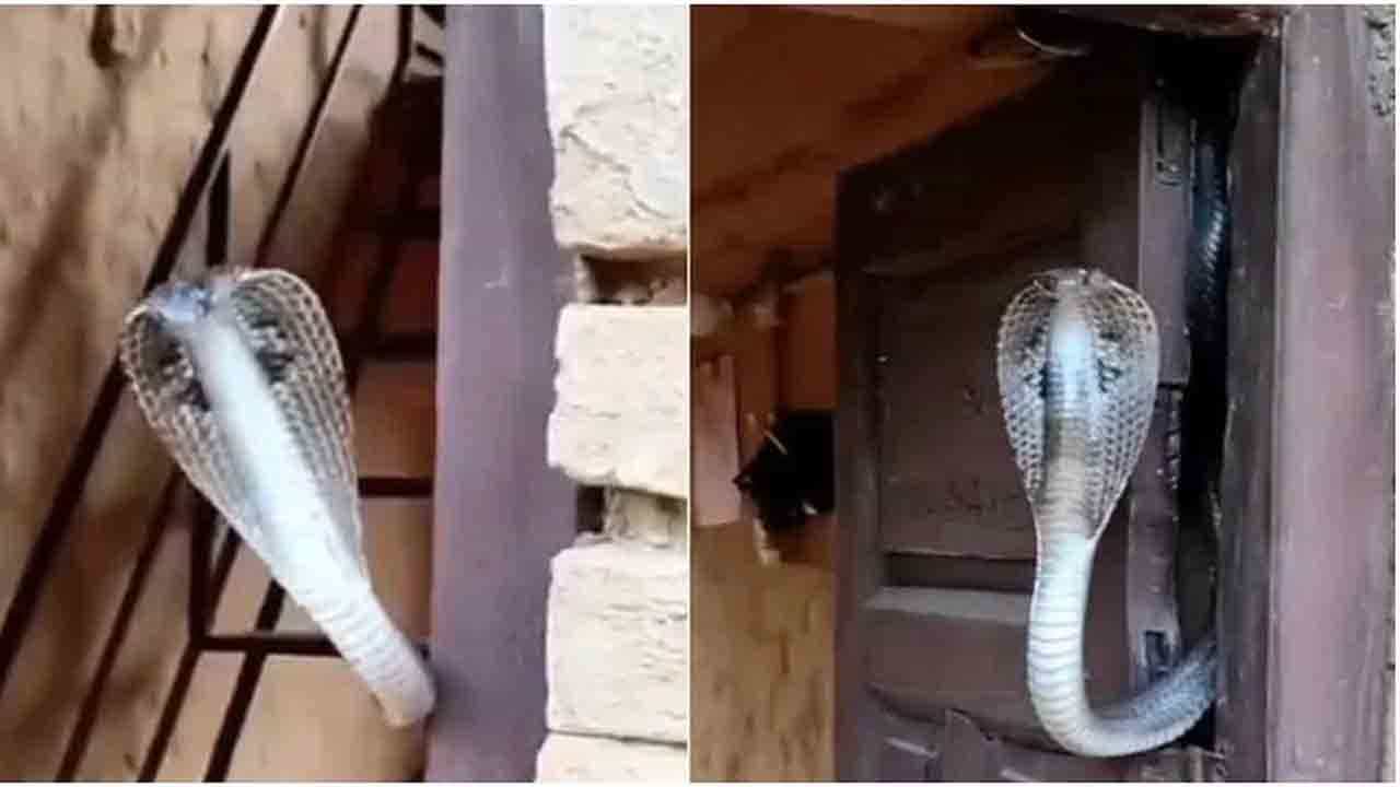 Viral Video: ಮನೆಯ ಬಾಗಿಲ ಬಳಿ ಕುಳಿತಿದ್ದ ದೈತ್ಯಾಕಾರದ ನಾಗರಹಾವು ನೋಡಿ ಮನೆಯವರು ಕಂಗಾಲು; ದೃಶ್ಯ ಕ್ಯಾಮೆರಾದಲ್ಲಿ ಸೆರೆ Viral Video: ಮನೆಯ ಬಾಗಿಲ ಬಳಿ ಕುಳಿತಿದ್ದ ದೈತ್ಯಾಕಾರದ ನಾಗರಹಾವು ನೋಡಿ ಮನೆಯವರು ಕಂಗಾಲು; ದೃಶ್ಯ ಕ್ಯಾಮೆರಾದಲ್ಲಿ ಸೆರೆ