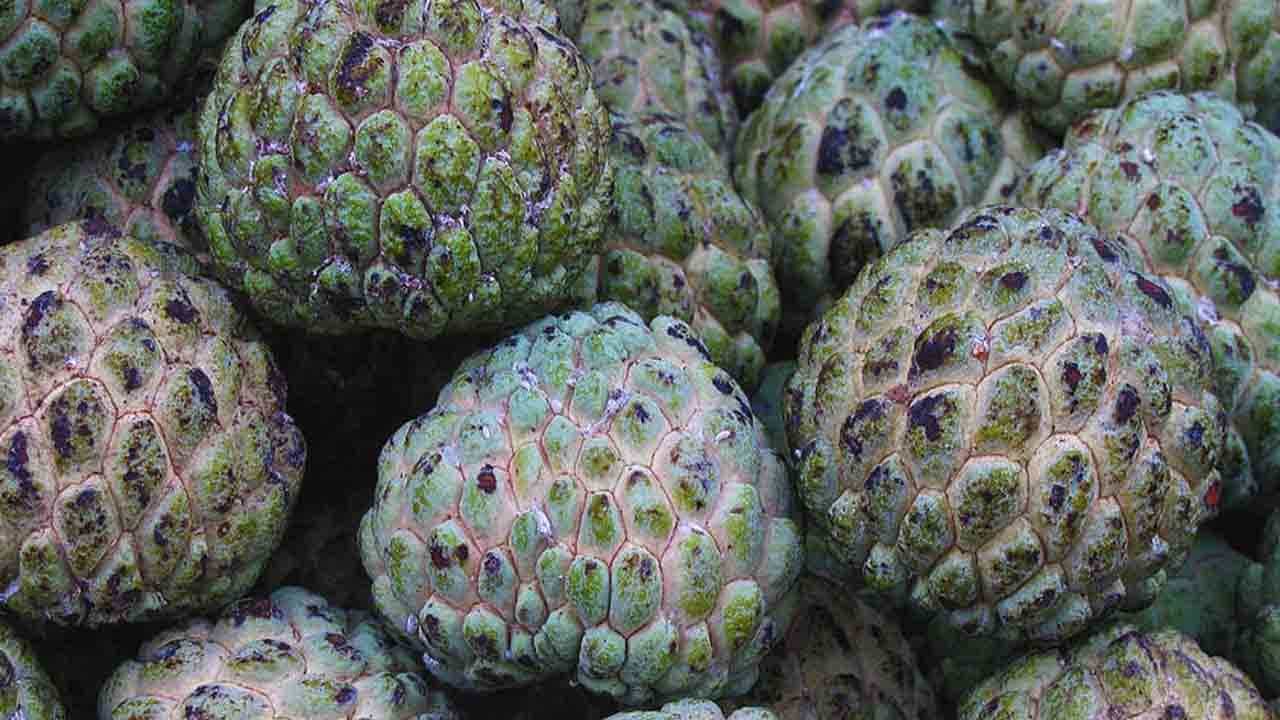 Custard Apple: ಸೀತಾಫಲ ಹಣ್ಣು ಸೇವನೆಯಿಂದ ಆಶ್ಚರ್ಯಕರ ಆರೋಗ್ಯ ಪ್ರಯೋಜನಗಳು Custard Apple: ಸೀತಾಫಲ ಹಣ್ಣು ಸೇವನೆಯಿಂದ ಆಶ್ಚರ್ಯಕರ ಆರೋಗ್ಯ ಪ್ರಯೋಜನಗಳು