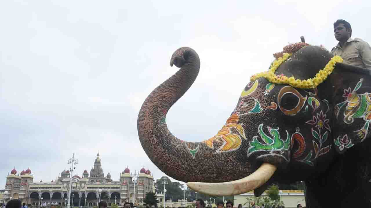 Dasara Elephants  