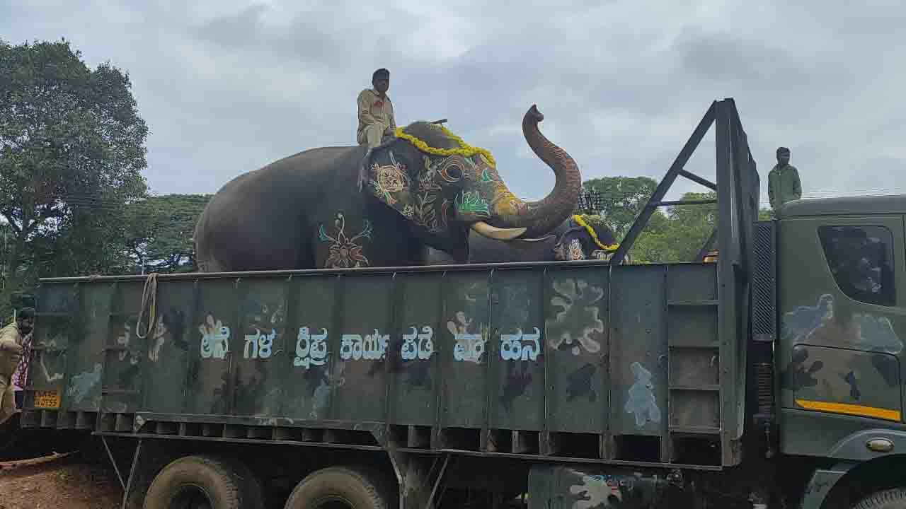 Dasara Elephants  