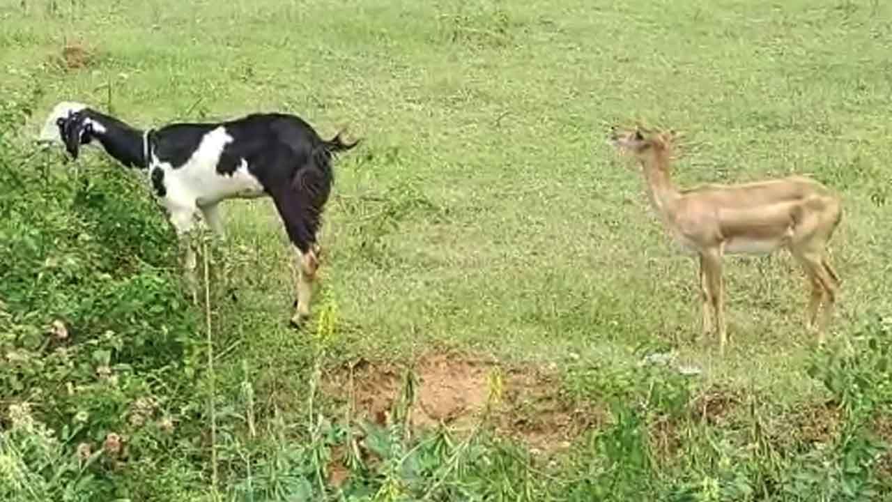 ಕುರಿ, ಮೇಕೆಯೊಂದಿಗೆ ಜಿಂಕೆಯ ಸ್ನೇಹ; ವಿಡಿಯೋ ನೋಡಿ