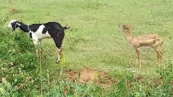 ಕುರಿ, ಮೇಕೆಯೊಂದಿಗೆ ಜಿಂಕೆಯ ಸ್ನೇಹ; ವಿಡಿಯೋ ನೋಡಿ ಕುರಿ, ಮೇಕೆಯೊಂದಿಗೆ ಜಿಂಕೆಯ ಸ್ನೇಹ; ವಿಡಿಯೋ ನೋಡಿ