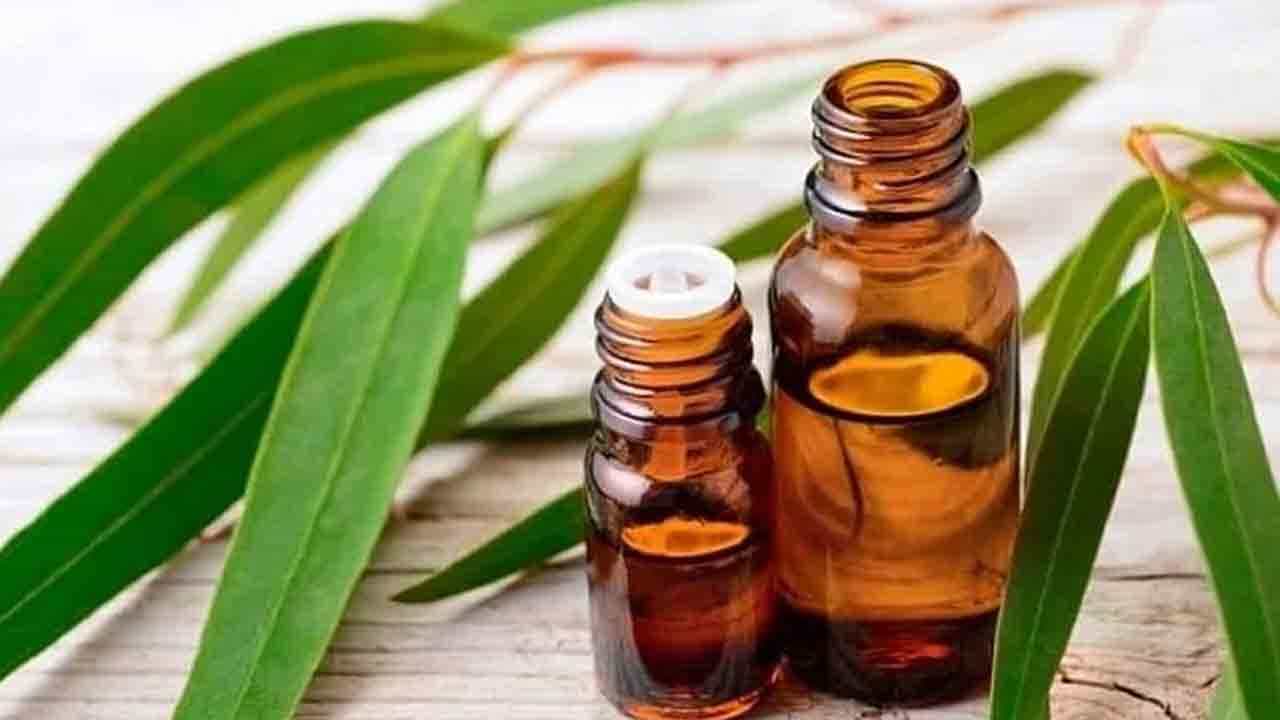 Eucalyptus Oil Benefits : ನೀಲಗಿರಿ ಎಣ್ಣೆಯ ಆರೋಗ್ಯ ಪ್ರಯೋಜನಗಳ ಬಗ್ಗೆ ನಿಮಗೆಷ್ಟು ಗೊತ್ತು? Eucalyptus Oil Benefits : ನೀಲಗಿರಿ ಎಣ್ಣೆಯ ಆರೋಗ್ಯ ಪ್ರಯೋಜನಗಳ ಬಗ್ಗೆ ನಿಮಗೆಷ್ಟು ಗೊತ್ತು?